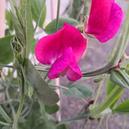 Lensmannsgarden Pensión *