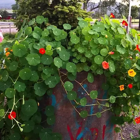 Lensmannsgarden * Namdalseid