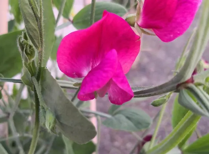 Lensmannsgarden Гостевой дом *